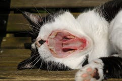 Cat Teeth Royalty Free Stock Image