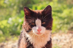 The cat that walks by itself stock image The cat that walks by itself stock image