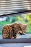 The cat is washed, sitting on the window sill. Caring for cleanliness, daily washing_ stock image The cat is washed, sitting on the window sill. Caring for cleanliness, daily washing_ stock image