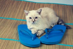 cat wearing flip flops