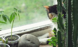 Cat on windowsill, hemp plant and cactus stock photos Cat on windowsill, hemp plant and cactus stock photos