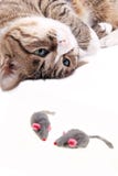 Cat With Mouse Toy Stock Photo