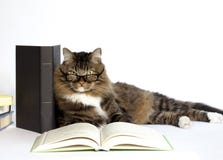 Cat With Reading Glasses Stock Photo