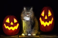 Cat With Trick Or Treat Bag Stock Photos