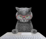 Cat working on the computer Stock Photos Cat working on the computer Stock Photos