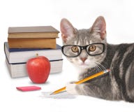 Cat Writing futée avec des livres sur le blanc Cat Writing futée avec des livres sur le blanc
