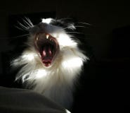 The cat is yawning, or is it roaring?