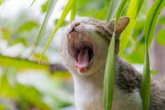 Cat yawning under the tree. royalty free stock images Cat yawning under the tree. royalty free stock images
