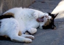Cat yawns stock images Cat yawns stock images