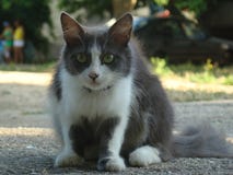 Cat_001 στοκ φωτογραφία με δικαίωμα ελεύθερης χρήσης Cat_001 στοκ φωτογραφία με δικαίωμα ελεύθερης χρήσης