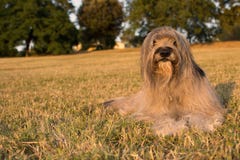 CATALAN FÅRHUND SOM NER LIGGER PÅ GRÄS PÅ SOMMAR royaltyfri bild CATALAN FÅRHUND SOM NER LIGGER PÅ GRÄS PÅ SOMMAR royaltyfri bild