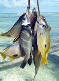 Catch Of The Day Fish Diani Beach Royalty Free Stock Image Catch Of The Day Fish Diani Beach Royalty Free Stock Image