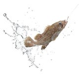 Catch of fish