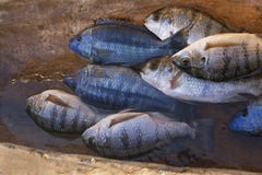 Catch Of The Day - Tilapia Stock Image