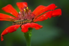 Caterpilar på den orange blomman royaltyfri bild Caterpilar på den orange blomman royaltyfri bild