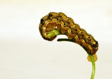 Caterpillar Stock Image