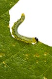 Caterpillar Stock Image