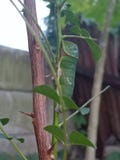 Caterpillar royalty free stock image Caterpillar royalty free stock image