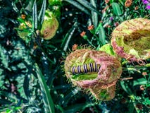 Caterpillar crawling on a thorny plant royalty free stock images Caterpillar crawling on a thorny plant royalty free stock images