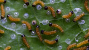 Caterpillar della farfalla del lacewing del leopardo che emerge dalle uova e che mangia le loro uova Caterpillar della farfalla del lacewing del leopardo che emerge dalle uova e che mangia le loro uova