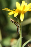 Caterpillar on flower