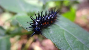 The caterpillar on the leaf