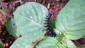 The caterpillar on the leaf