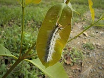 Caterpillar na liścia zielonym kolorze zdjęcia royalty free Caterpillar na liścia zielonym kolorze zdjęcia royalty free