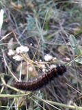 Caterpillar nella foresta fotografie stock libere da diritti Caterpillar nella foresta fotografie stock libere da diritti