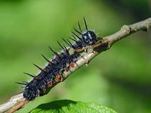 Caterpillar Of Butterfly Nymphalis Antiopa. Royalty Free Stock Photo