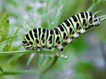 Caterpillar Of Butterfly Papilio Machaon. Royalty Free Stock Photos Caterpillar Of Butterfly Papilio Machaon. Royalty Free Stock Photos
