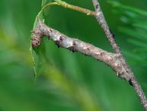 Caterpillar Of The Butterfly Of Family Geometridae. Royalty Free Stock Images Caterpillar Of The Butterfly Of Family Geometridae. Royalty Free Stock Images
