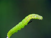 Caterpillar Of The Butterfly Of Family Noctuidae. Stock Photo