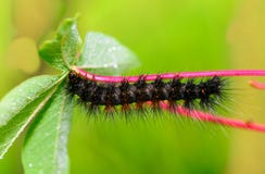 Caterpillar quer comer a folha imagem de stock Caterpillar quer comer a folha imagem de stock