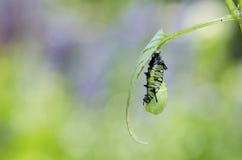 Caterpillar Turning To Pupa Stock Photo
