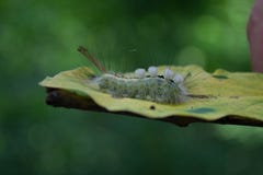 Caterpillar, άσπρος χαρακτηρισμένος σκώρος τουφών χόρτου σε ένα φύλλο στοκ φωτογραφίες με δικαίωμα ελεύθερης χρήσης Caterpillar, άσπρος χαρακτηρισμένος σκώρος τουφών χόρτου σε ένα φύλλο στοκ φωτογραφίες με δικαίωμα ελεύθερης χρήσης