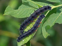 Caterpillars Of The Butterfly Of Family Nymphalidae. Stock Image