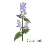 Catmint, nepeta, cataire Illustration d'une usine dans un esprit de vecteur Image stock Catmint, nepeta, cataire Illustration d'une usine dans un esprit de vecteur Image stock