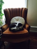 catnap royalty-vrije stock afbeeldingen catnap royalty-vrije stock afbeeldingen
