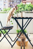 Cats Are Walking On The Balcony. Royalty Free Stock Image