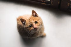 Sad ginger fluffy stray kitten sits on a white windowsill and looks up