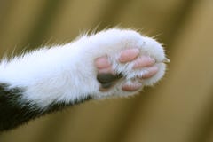 Cats Paw Stock Photos Cats Paw Stock Photos