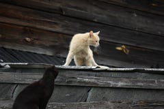 Cats on the roof royalty free stock images Cats on the roof royalty free stock images