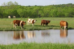 Cattle At Water Stock Photos