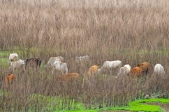 Cattle in dry swamps with dry grass background royalty free stock photography Cattle in dry swamps with dry grass background royalty free stock photography