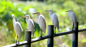 Cattle Egret Royalty Free Stock Photos