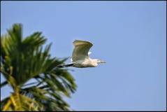 CATTLE EGRET IN ACTION royalty free stock images CATTLE EGRET IN ACTION royalty free stock images