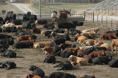 Cattle Feed Lot
