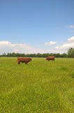 cattle hereford arkivfoto cattle hereford arkivfoto