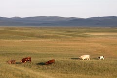 Cattle In Prairies Stock Photo